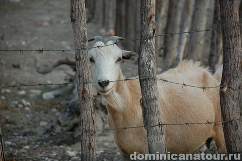 map dominicana photo