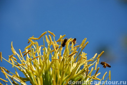 map dominicana photo