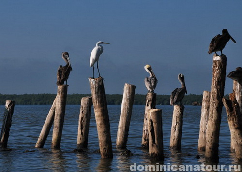 map dominicana photo