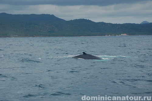 map dominicana photo