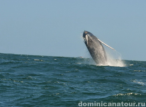 map dominicana photo