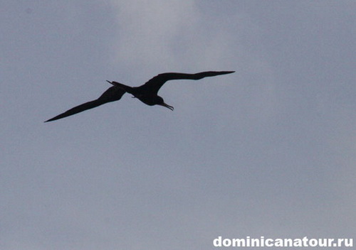 map dominicana photo