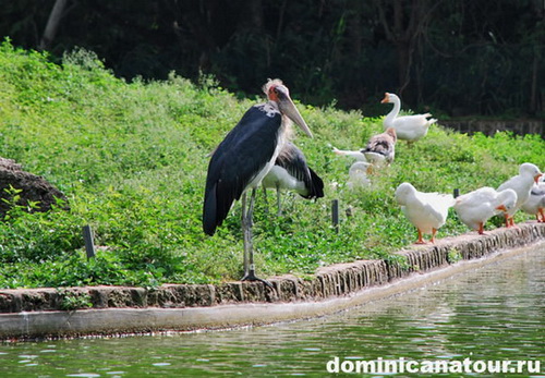 map dominicana photo