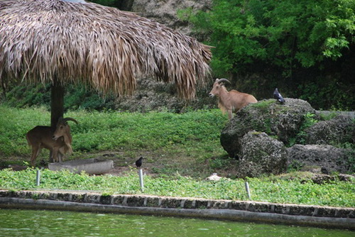 map dominicana photo