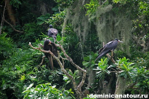 map dominicana photo