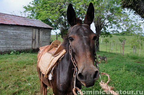 map dominicana photo