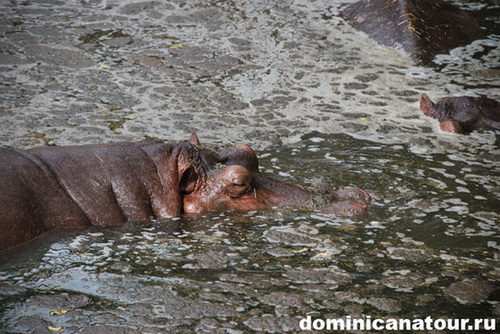 map dominicana photo