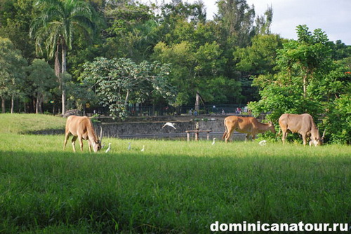 map dominicana photo