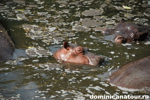 map dominicana photo