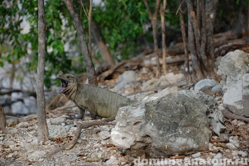 map dominicana photo