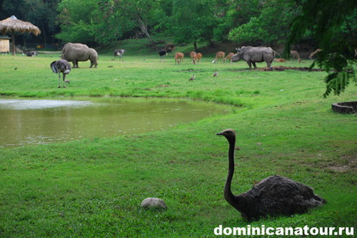 map dominicana photo