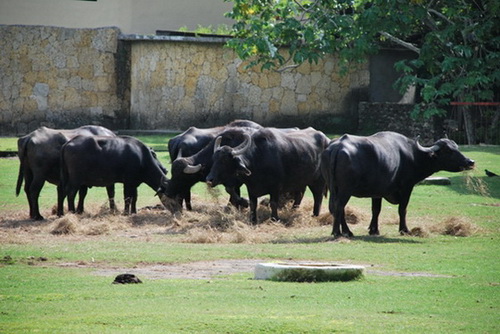 map dominicana photo