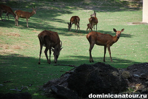 map dominicana photo