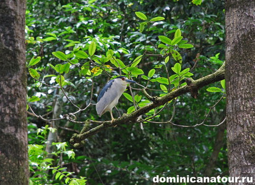 map dominicana photo