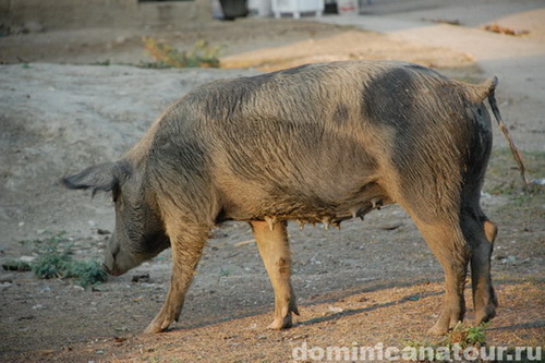 map dominicana photo