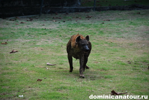 map dominicana photo