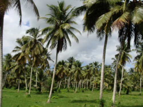 map dominicana photo