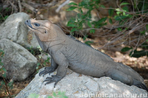 map dominicana photo