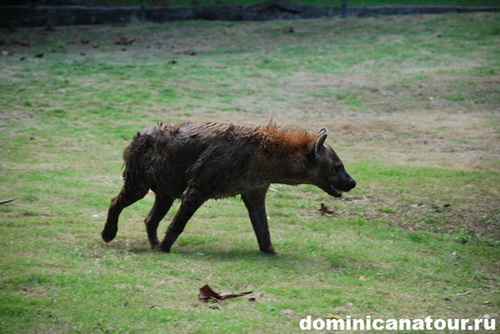 map dominicana photo