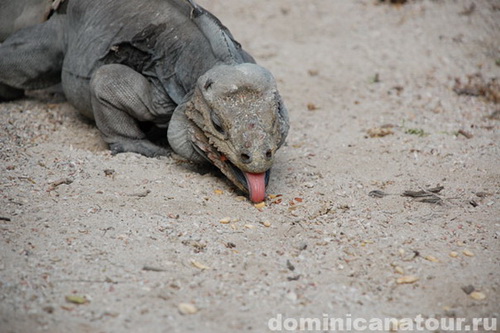 map dominicana photo