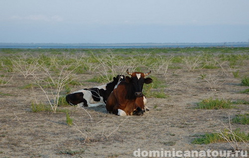 map dominicana photo