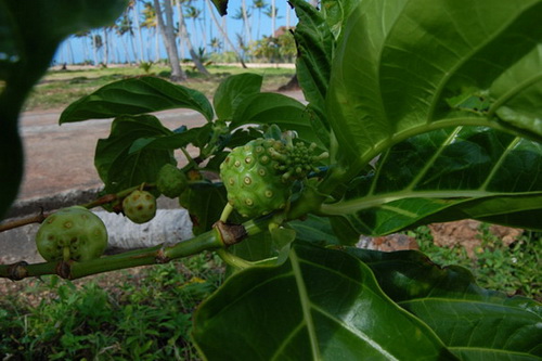 map dominicana photo