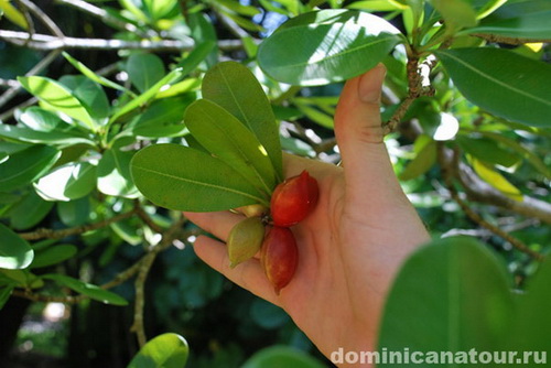 map dominicana photo