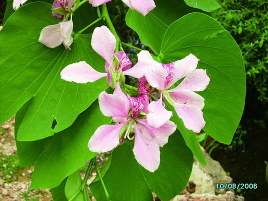 Punta Cana review map, republica dominicana