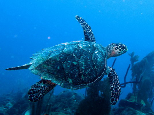 Punta Cana review map, republica dominicana