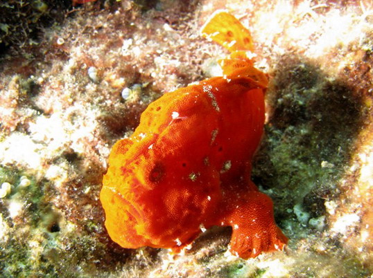 Punta Cana review map, republica dominicana