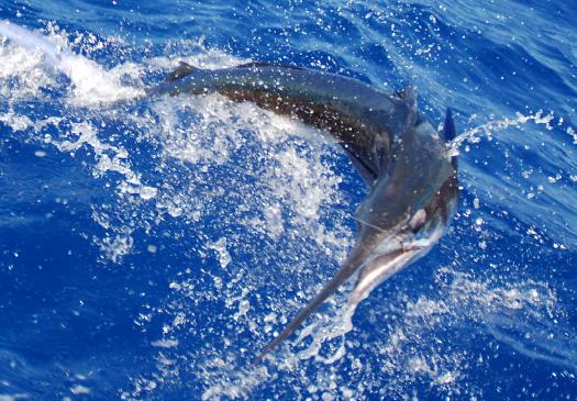 Punta Cana review map, republica dominicana