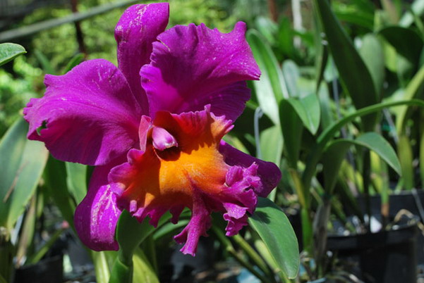 Punta Cana review map, republica dominicana