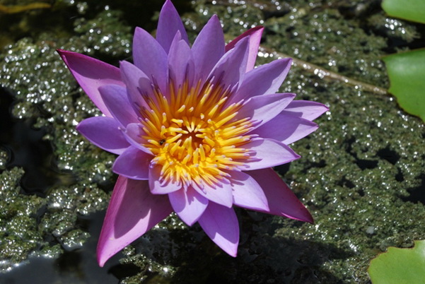 santo domingo review map, republica dominicana