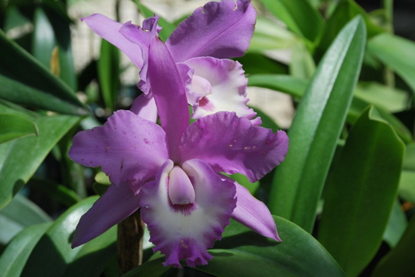 santo domingo review map, republica dominicana