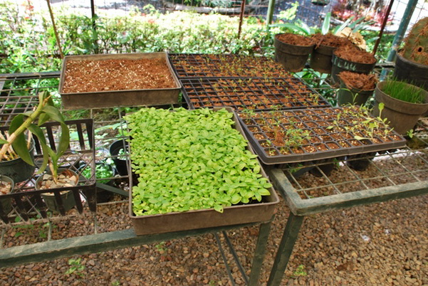 santo domingo review map, republica dominicana