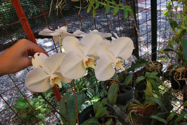 santo domingo review map, republica dominicana