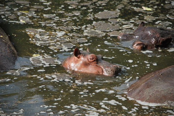 santo domingo review map, republica dominicana