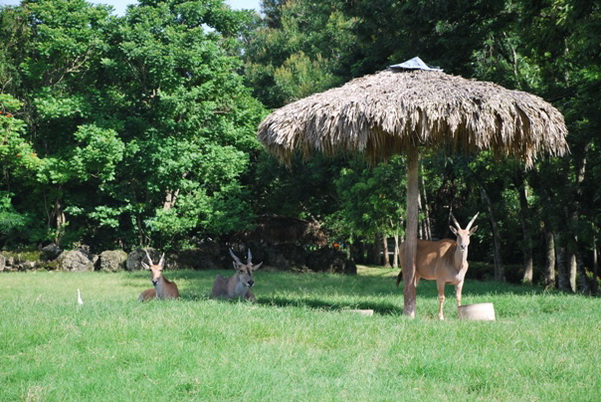 santo domingo review map, republica dominicana
