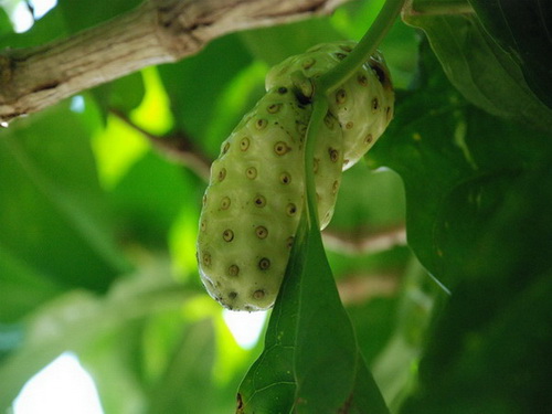 free road map Dominican Republic