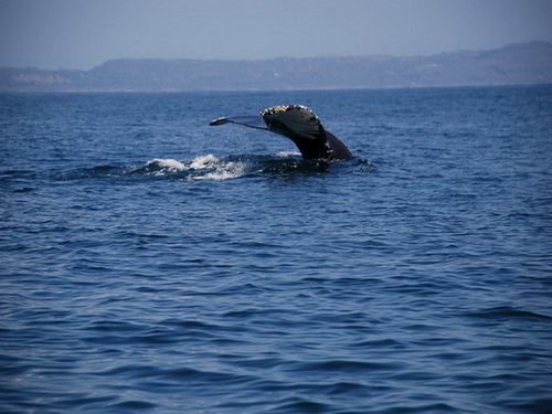 free road map Dominican Republic