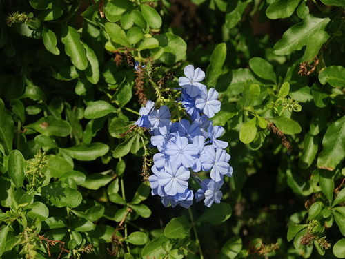 free road map Dominican Republic