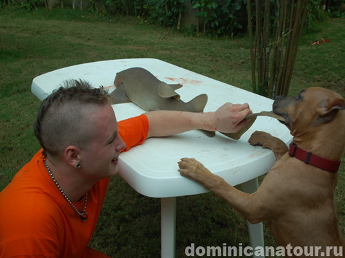 free road map Dominican Republic